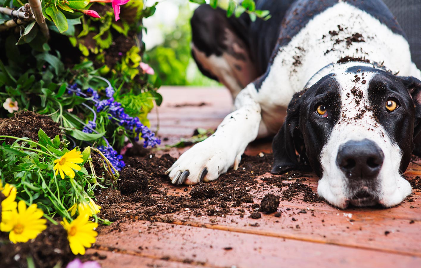 Hund liegt auf Terrasse zwischen umgestoßenen Blumen, Erde und Blüten auf Holzplanken.